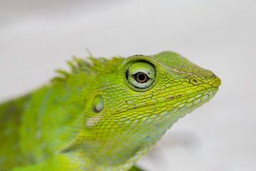 Portrait of a small green iguana in profile on tropical island Bali, Indonesia. Close up, macro