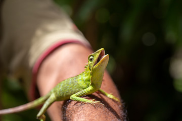 Portrait of a small green iguana on a man hand on a tropical island of Bali, Indonesia. Close up, macro