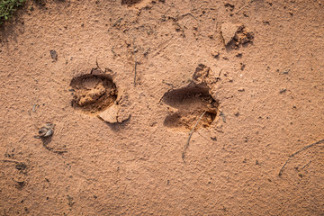Footprints of animals on the ground