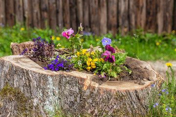 Decorative flower bed with flowers on the stump in the garden, close up