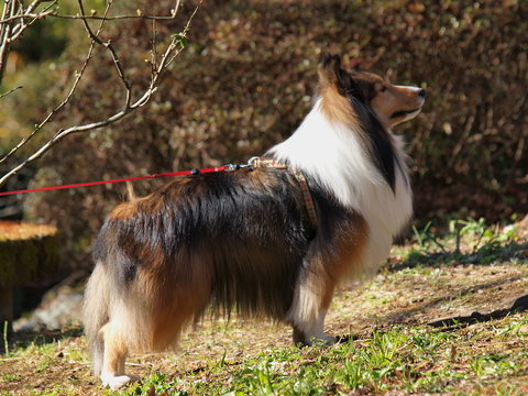 見上げる犬