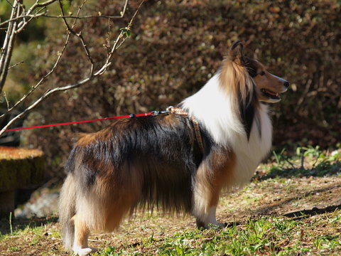 嬉しそうな表情の犬
