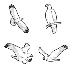 Bald Eagle Animal Vector Illustration Hand Drawn Cartoon Art