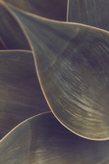 Backgrounds and Textures - Leaves