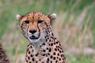 Naklejka na ściany i meble close up profile of a Cheetah