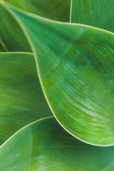 Backgrounds and Textures - Leaves