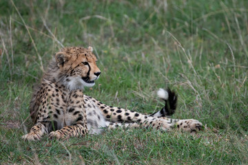 cheetah lying in the grass of the Masai Mara