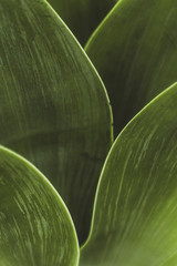 Backgrounds and Textures - Leaves