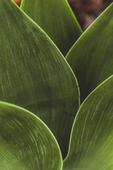 Backgrounds and Textures - Leaves