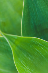 Backgrounds and Textures - Leaves
