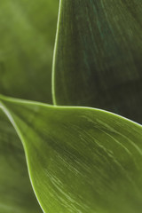 Backgrounds and Textures - Leaves