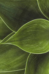 Backgrounds and Textures - Leaves