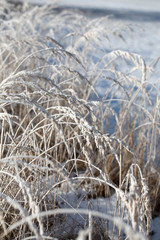 Delicate Frosted Plants In Daylight