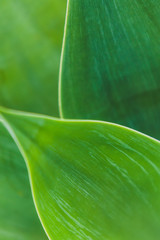 Backgrounds and Textures - Leaves