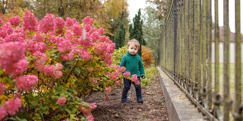 Fototapeta na wymiar Little cute boy in the park. Close up picture of Lovely little boy in the autumn garden. Outdoor activities for children. Thanksgiving Day. Copy space