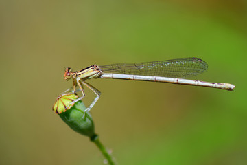 Libellule agrion jouvencelle
