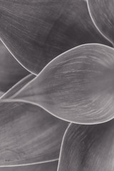 Backgrounds and Textures - Leaves