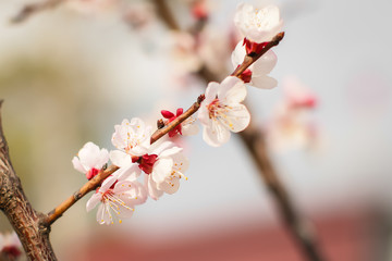  Close up new fresh apricot flowers in spring time in Orchard in selective focus