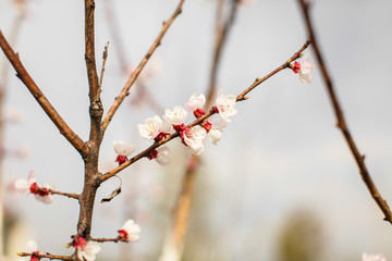  Close up new fresh apricot flowers in spring time in Orchard in selective focus