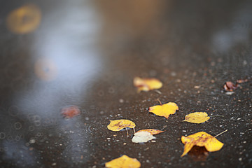 Autumn backgroun rain in the park