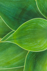 Backgrounds and Textures - Leaves