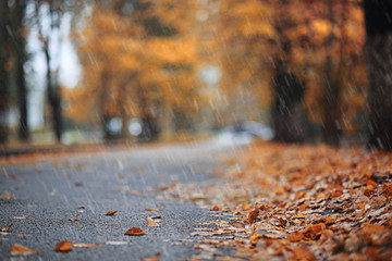 Autumn rain in the park - obrazy, fototapety, plakaty