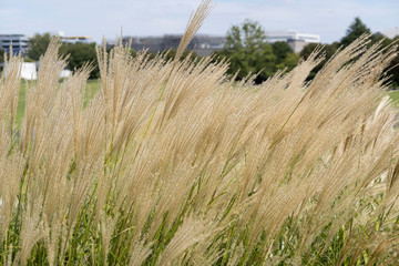 susuki grass