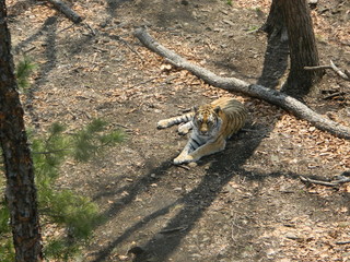  Amur tiger
