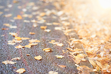 Autumn rain in the park