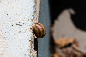 Snail climbing wall.