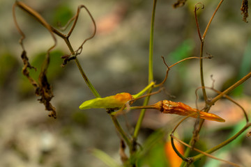 Xiaomi spicy, also known as Xiaomi pepper, is produced in Yunnan, China, and is the main material for making pickled pepper.
