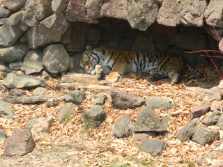  the tiger found a secluded place