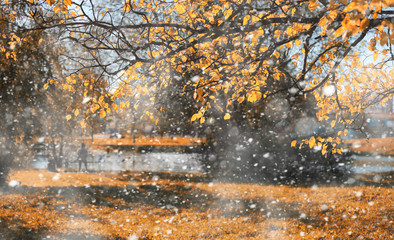 Naklejka na ściany i meble Autumn park in the first snow