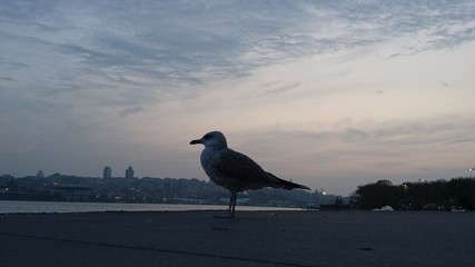 seagull at golden horn gulf in Istanbul