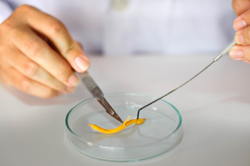 Cordyceps militaris pre-cultivation cutting on petri dish