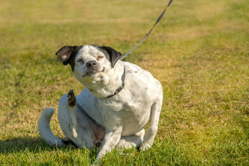 Dog sitting and scratching itself on the grass