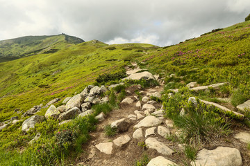 Fototapeta na wymiar rocky mountain path covered with grass and rhododendron flowers