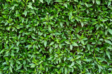 Green plant foliage as a background. Abstract texture