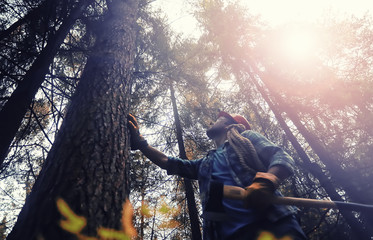 Male worker with an ax chopping a tree in the forest.