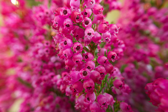 Deep Pink Flowers Of Heather Close-up