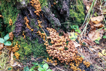 Edible forest mushrooms. Honey mushroom has just begun its growth.