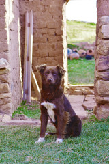 Big outbred dog in the countryside.