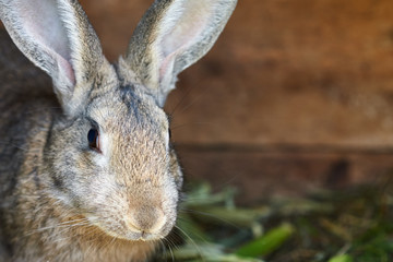 Cute gray and brown rabbit in a cage, close up