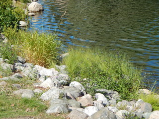 Lakeside with stones and grass, fragment