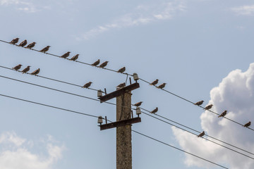 frozen birds on electrib plateaus