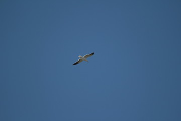 seagull flying in the blue sky