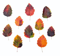 on a white background colorful autumn leaves. Concept - Autumn Colors