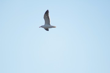 seagull flying in the blue sky