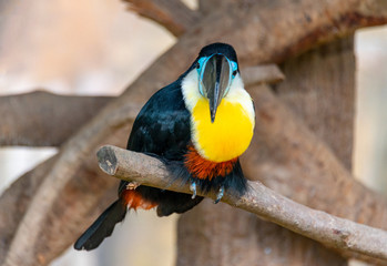 Giant beaked birds in Shanghai Safari Park