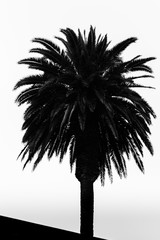 Palm Tree